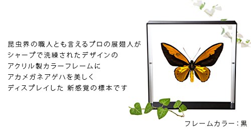 Amazon.co.jp: 蝶の標本 アカメガネアゲハ O.croesus アクリルフレーム